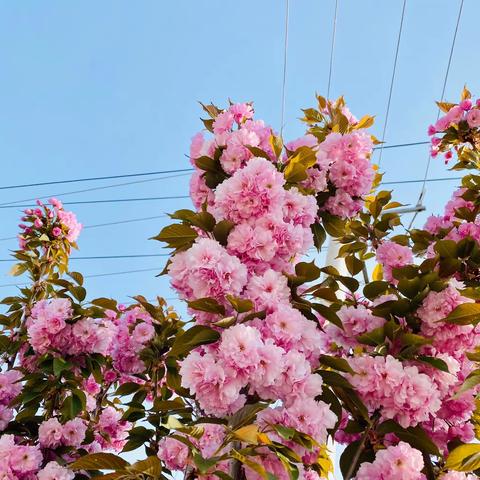 停课不停学，离校不离师——蒲城县矿区小学一年级组第九周线上教学纪实