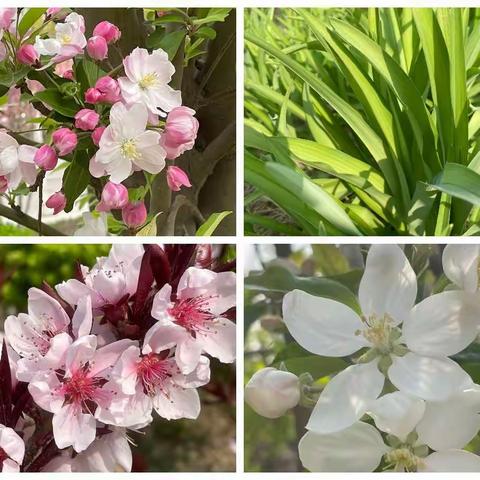 廊坊市小学语文名师工作室联盟“备课指导”系列活动—大单元背景下习作单元嵌入式教学的思考