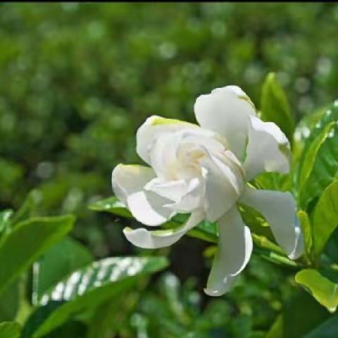 栀子花香惹人爱