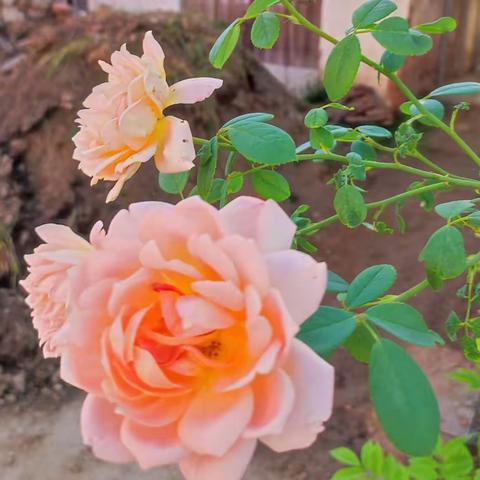 开在晨光里的那些花花🌸