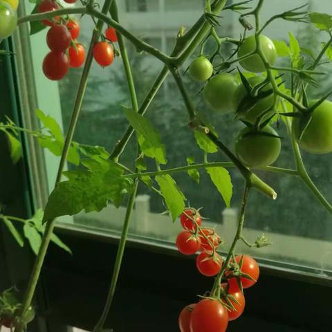 盆栽🍅的管理