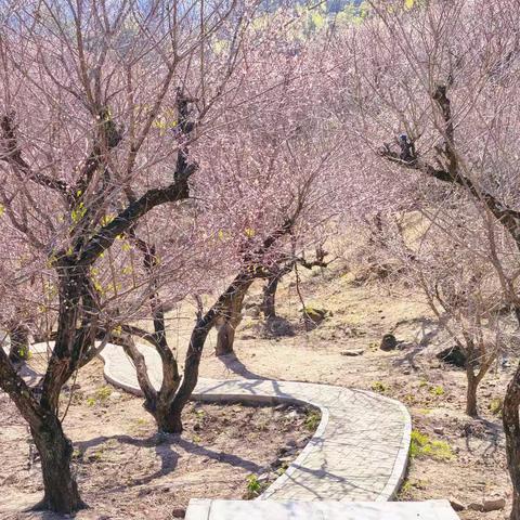 惠州避寒之旅：梁化梅园0112（第28天）