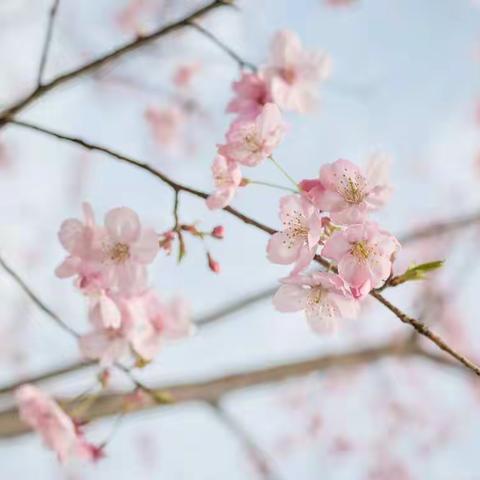 在观摩中学习，在研讨中成长——白塔岭小学354模式校级优秀课例展示及集体教研活动