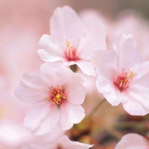 爱心相伴，一路同行—— 白塔岭小学一年三班线上教学活动纪实