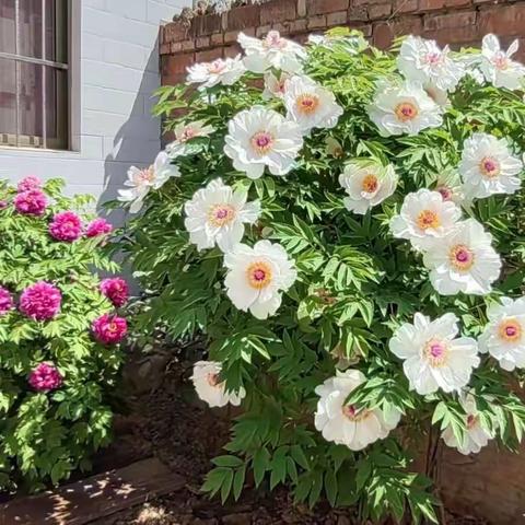 “家庭清洁日”助推“五美庭院”创建工作