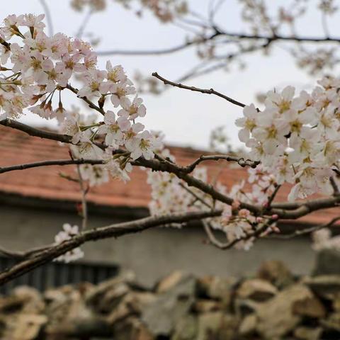 春日游，杏花吹满头。。。