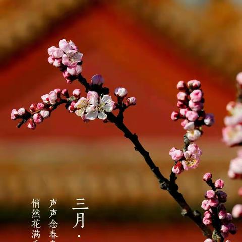 流星雨诗歌专集丨 <春光无限好> 作者/流星雨  主编/愉悦