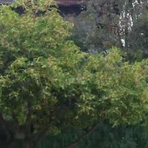 天降雨露润花开