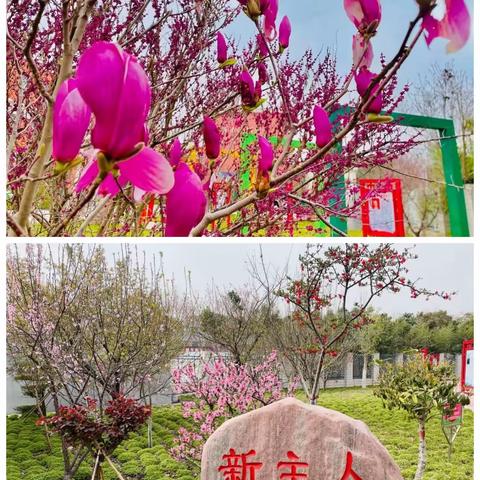 教师展素养    相竞吐芳华——新乡市凤泉区2023年小学语文青年教师素养展示活动