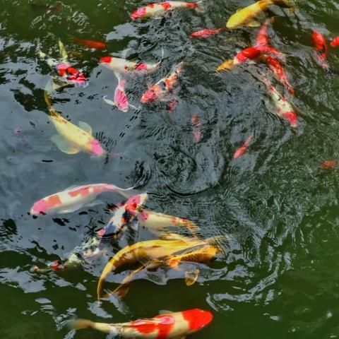 国庆观赏锦鲤鱼