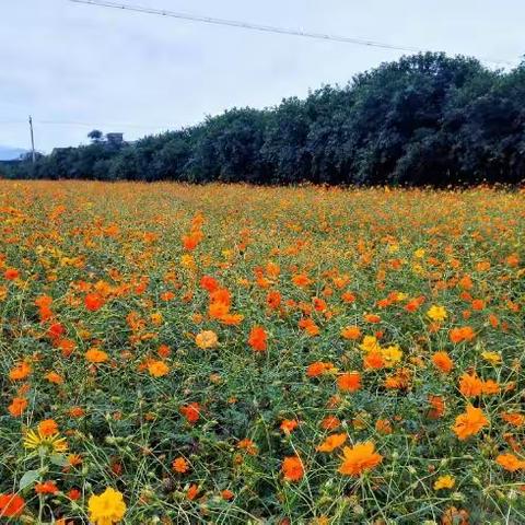 温州七都金秋旅游文化节