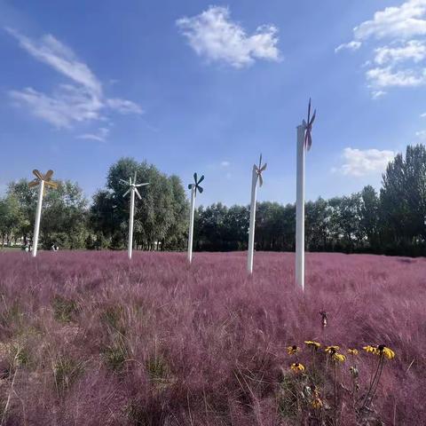 秋风染尽陌上花，粉黛丛中乱子草