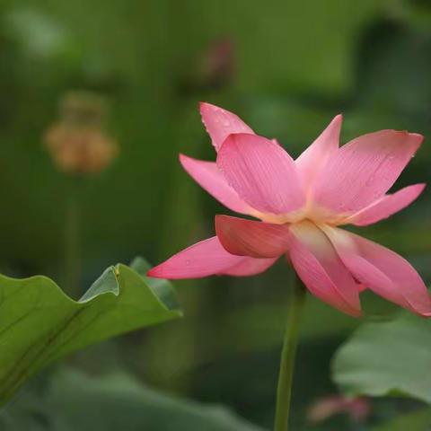 雨中的荷花