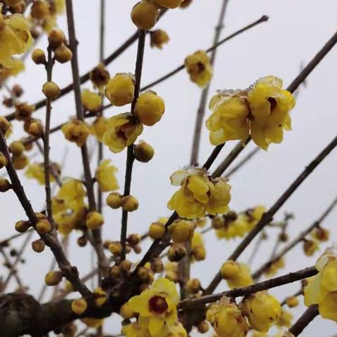 登山健身 踏雪寻梅