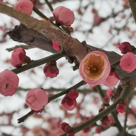 白雪皑皑，农行暖心－－豪德支行贵宾客户答谢会暨泰康保险沙龙活动进行中