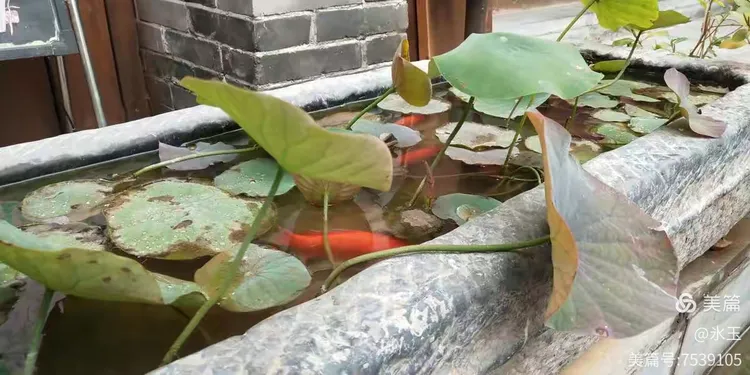 如何养好枫树盆景