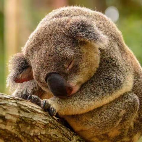 动物是怎样睡觉的？