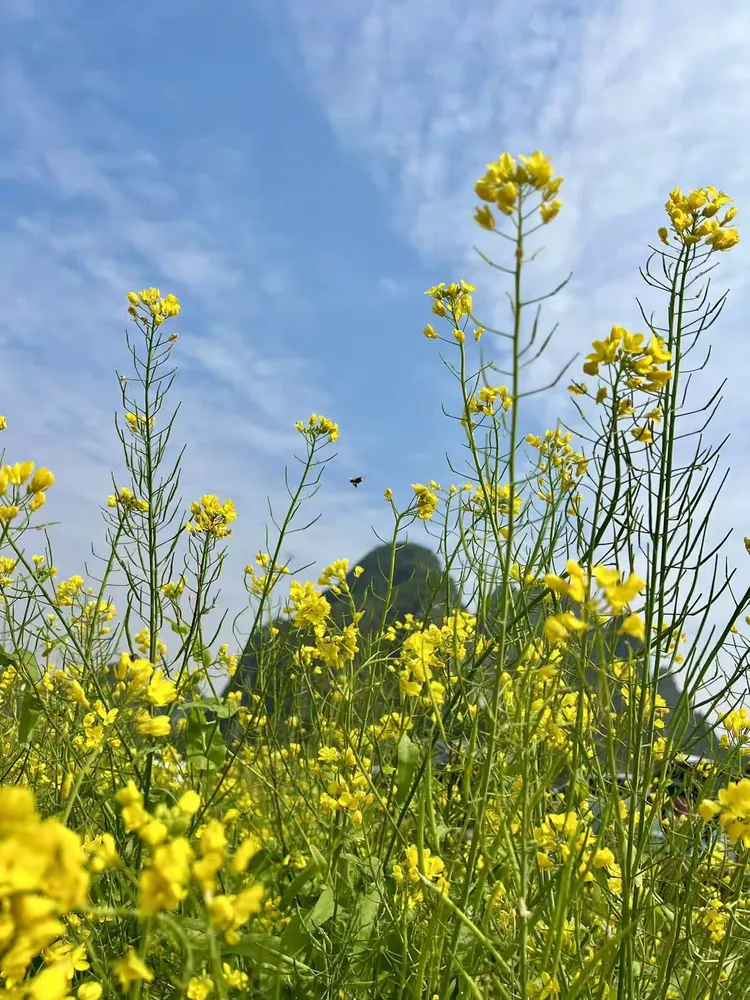 上林:油菜花满地金黄