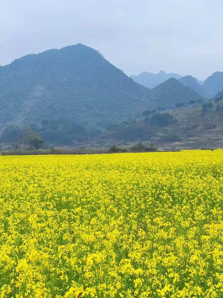 上林:油菜花满地金黄