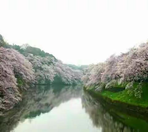 🌸世界的日本之旅——之二（雨中赏樱）