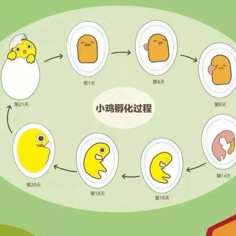 小二班线上主题活动——小蛋儿大秘密