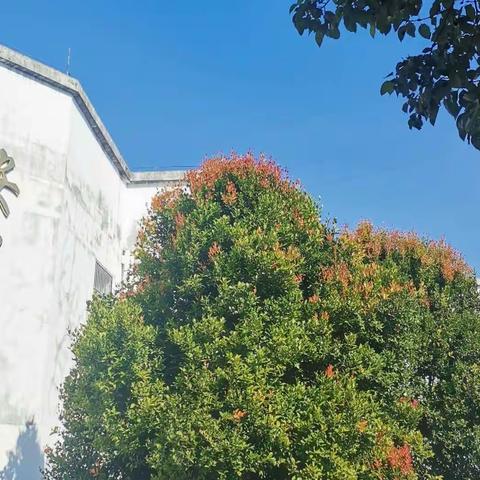 “群策群力 静待花开”——安厚中心幼儿园“教师教学风采展示”圆满落幕