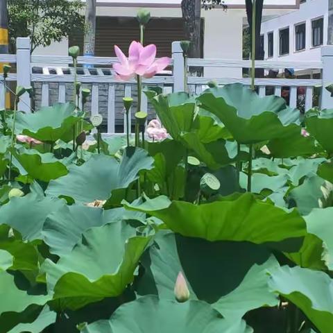 夏日荷花别样红