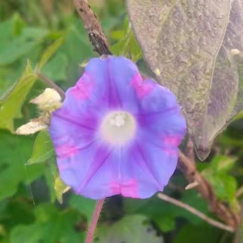 旁观也是一种幸福