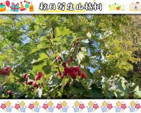 最美山楂树—户外写生画