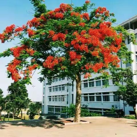 那年、凤凰花正好