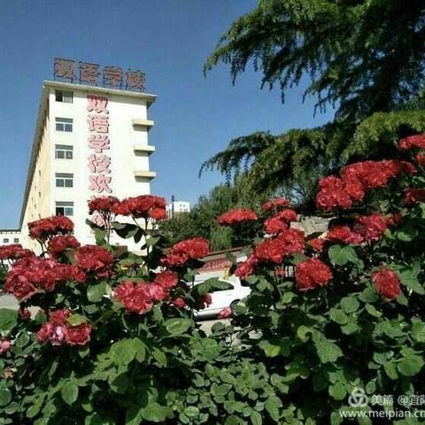 走进双语 快乐成长——宜阳双语学校小学部幼小衔接之米奇国际幼儿园