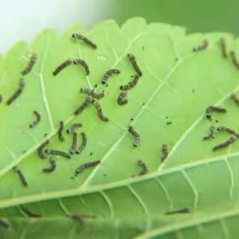 破茧成蝶的蚕宝宝—西宋幼儿园大一班养蚕记