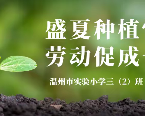 盛夏种稻忙 劳动促成长—南子泷的种植观察日记