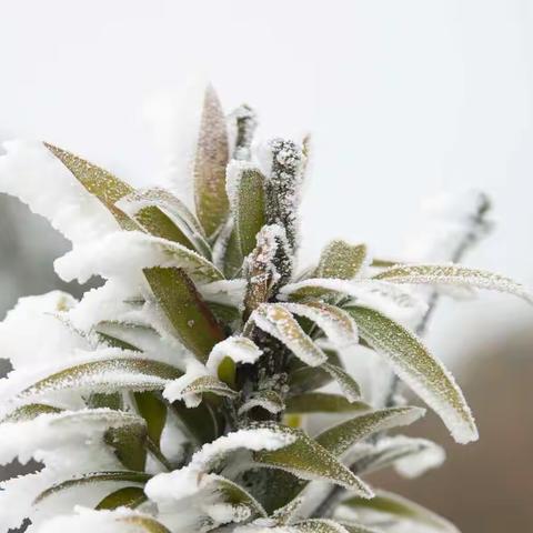 南国雾凇的诗韵