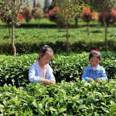 勤劳的“小蜜蜂”