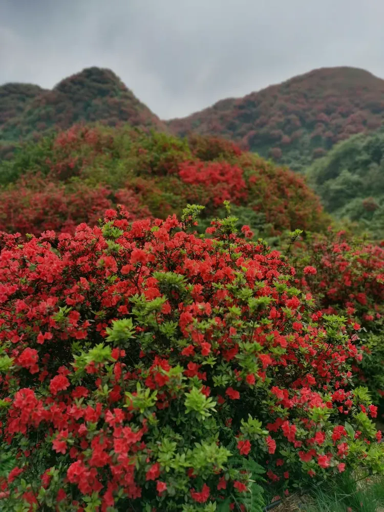 洪关百亩映山红aaa景区