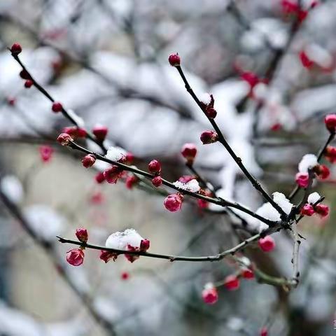 【钗头凤】雪梅