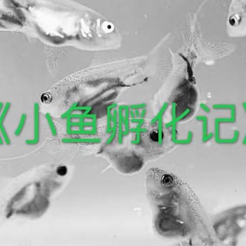 小一班科学课🔬《小鱼孵化记》🐟