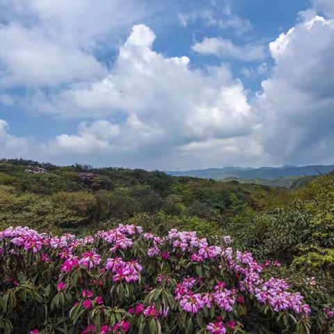 雨潇潇兮洞庭，烟霏霏兮黄陵     一曲湘妃怨，细品湘妃之———愁绪！