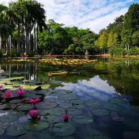 自由行之西双版纳·望天树、勐仑植物园篇