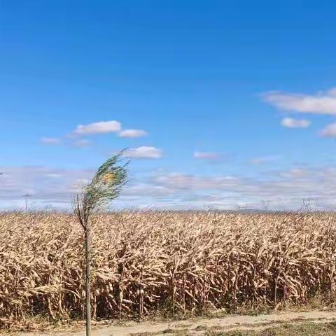 小黄人信用卡办理过程