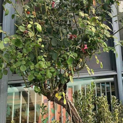 我给你阳光雨露   你伴我快乐成长——德育理念下的趣味班树活动 人民路小七班