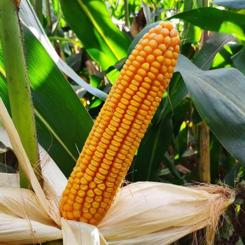 【郑原玉650】抗性更强 适应更广 产量更高的新一代粒收品种！