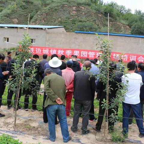 培训促提升 实践促发展—吴起县各镇街果园秋季管理工作全面展开