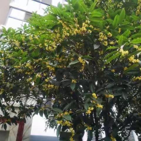 门前花开处，又是一年桂花香（写在2019年9月11成都国韵村）