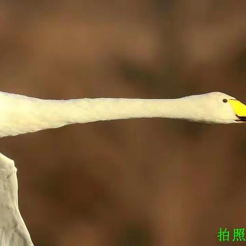 三门峡黄河库区看天鹅