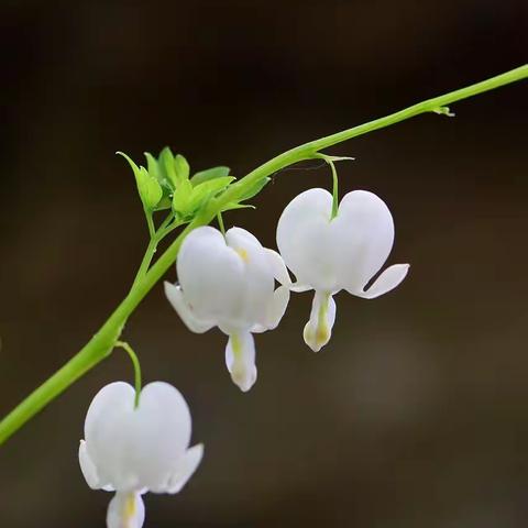 美丽可爱的家乡——卢龙