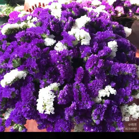 观看花儿的“思索”