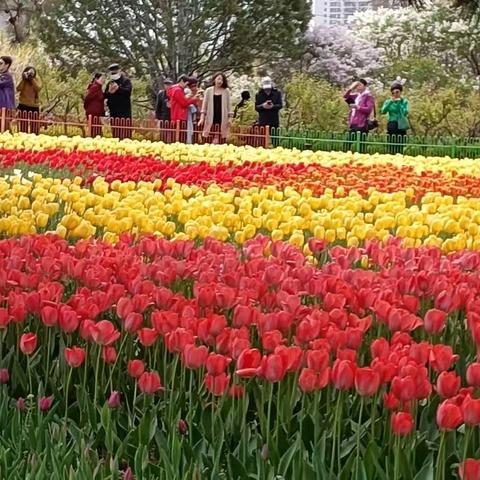 美丽漂亮的鲜花映出神奇默化的自然规律与属性