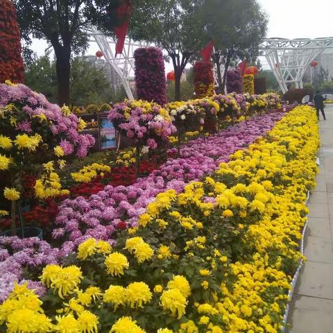 观看卢龙县2019年菊花展有感